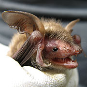 cwpt conservation bats