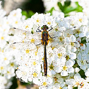 cwpt conservation dragonfly