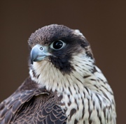 cotswold water park - bird conservation