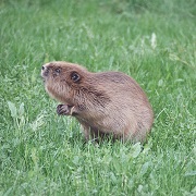 cwpt conservation mammals