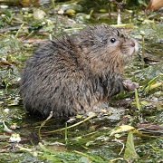 cwpt conservation mammals