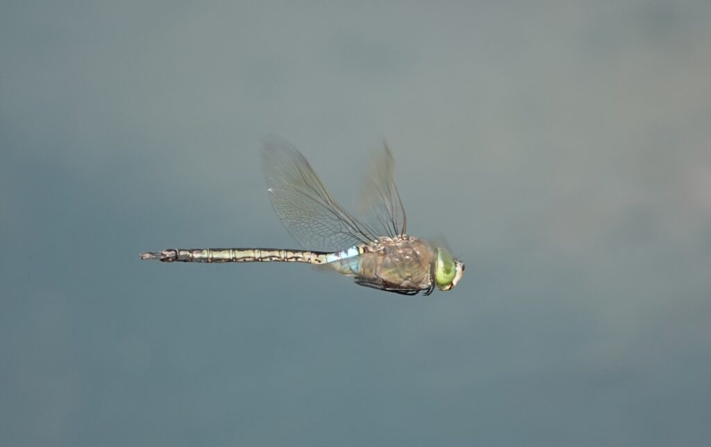 Lesser Emperor