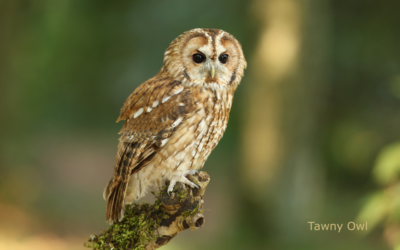 January Owling